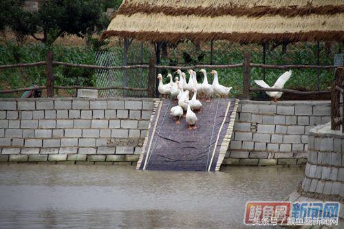 鲅鱼圈小望海生态园,鲅鱼圈望海寨村长