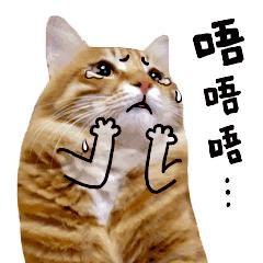 a鑲″啿鍏砿sci鎸囨暟,msci鍐插叧鎴愬姛