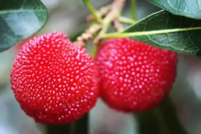 杨梅有小白虫把它用盐水泡出来,不谨慎吃了杨梅里的小白虫怎么办