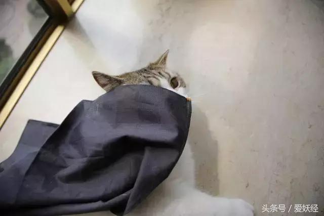 养宠物专用洗衣液推荐,宠物无害洗衣液