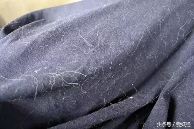 养宠物专用洗衣液推荐,宠物无害洗衣液