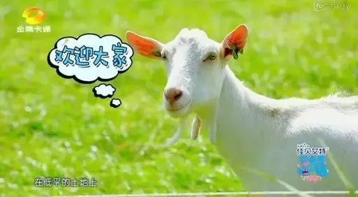 佳贝艾特羊奶粉全球第一,佳贝艾特羊奶粉你最好的选择