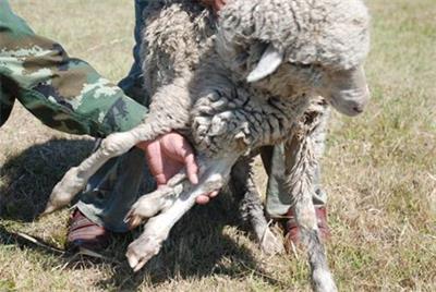 羊不明原因的腿瘸怎么治,羊瘸腿不敢落地是怎么治疗