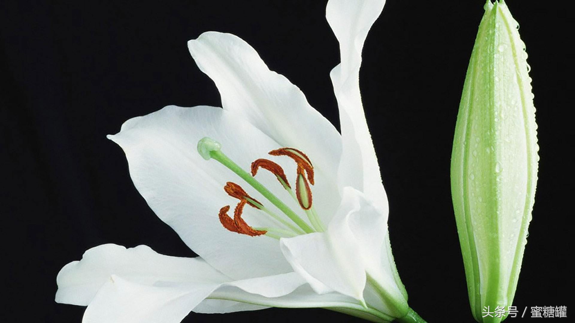 这些所谓的抗癌食物真有效吗,网上的抗癌食物真的能抗癌吗