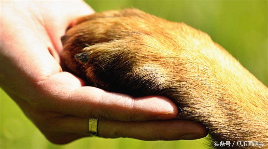 狗狗常见对称性皮炎,狗狗最常见的皮肤病有哪些