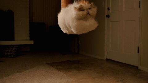 胖胖猫咪要减肥,胖猫咪减肥视频大全