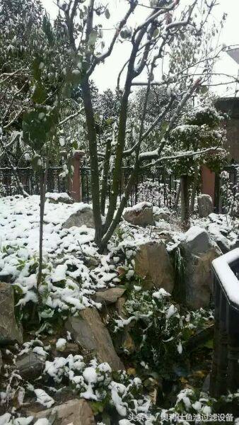 冬天鱼池里的锦鲤如何过冬,锦鲤鱼池过冬的正确方法