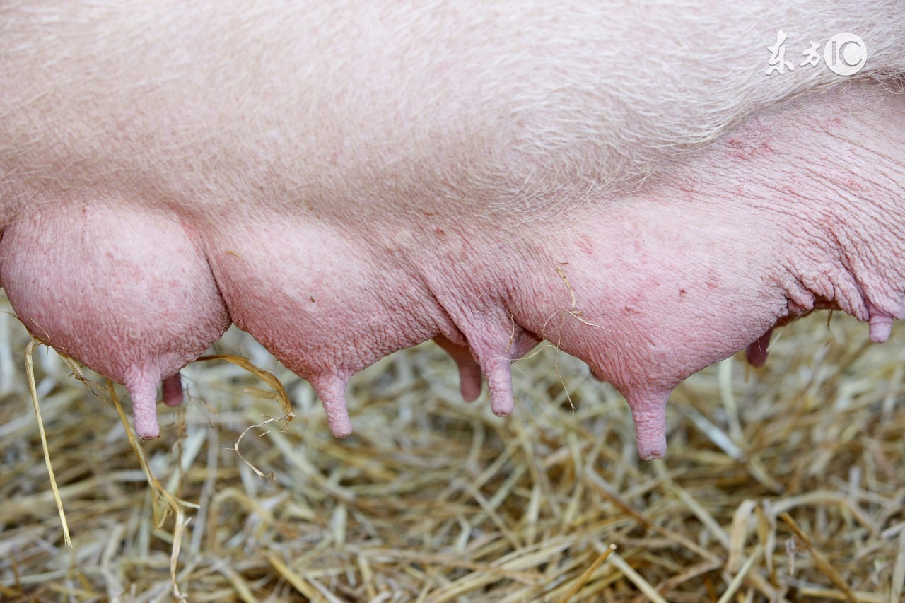 酷夏母猪受胎率低下？做到这几点，让你的母猪变成超生婆！