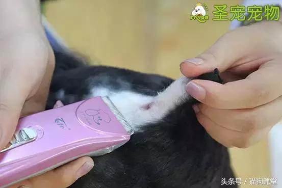 宠物美容需要什么基础知识呢,宠物美容师容易得的病