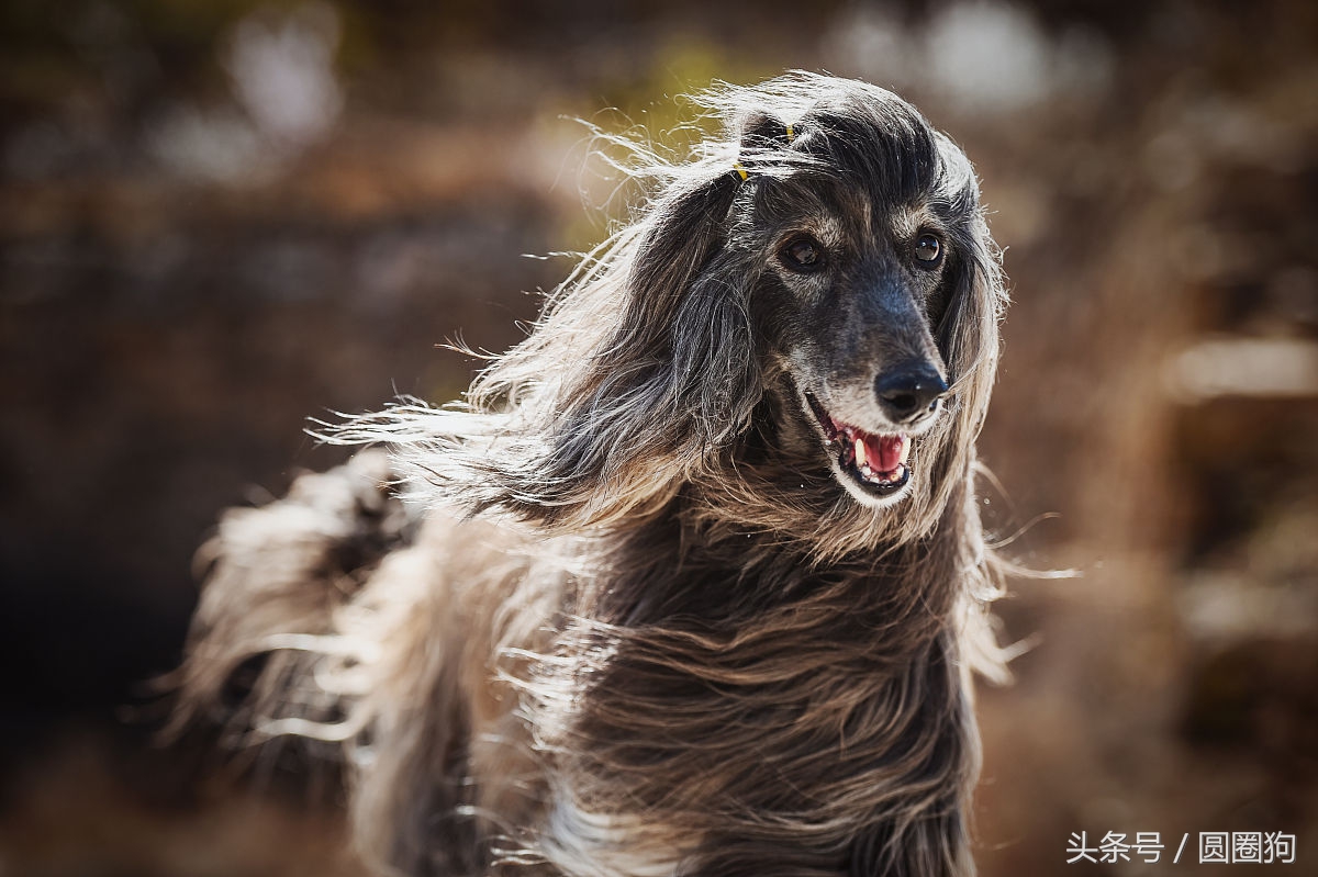 世界名犬犬种,世界名犬松狮犬