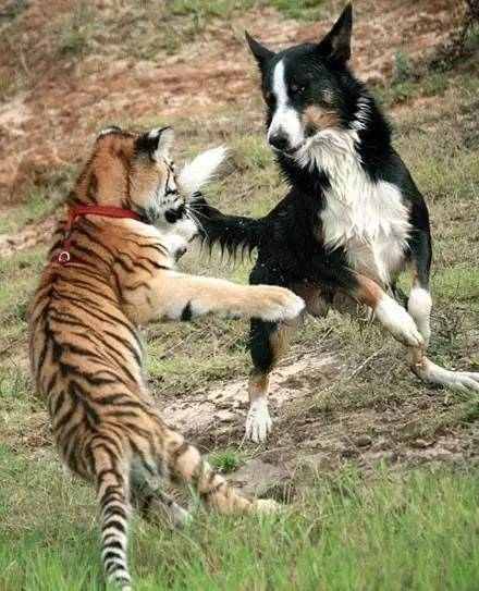 边牧宠物猫,边牧犬和卷毛猫