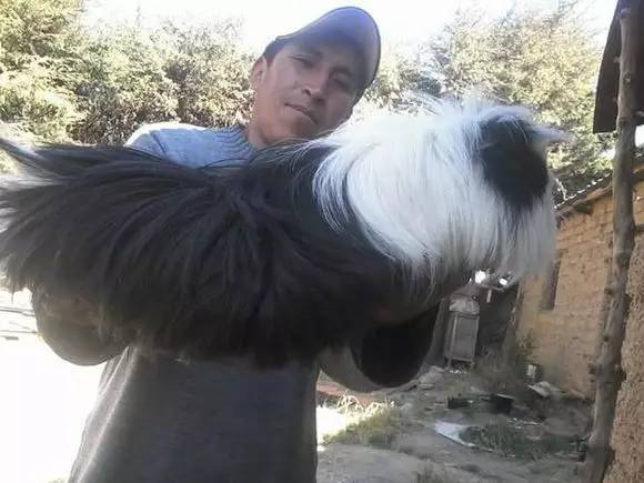 秘鲁巨型荷兰猪真的有吗,秘鲁荷兰猪巨型