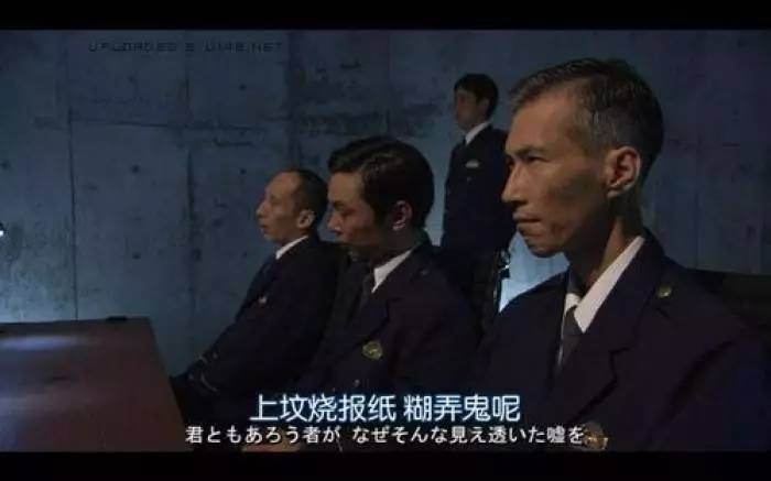 秘鲁巨型荷兰猪真的有吗,秘鲁荷兰猪巨型