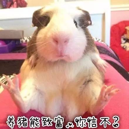 秘鲁巨型荷兰猪真的有吗,秘鲁荷兰猪巨型