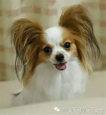 养蝴蝶犬关注哪些,养蝴蝶犬的关注事项