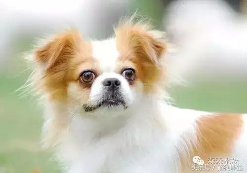 养蝴蝶犬关注哪些,养蝴蝶犬的关注事项