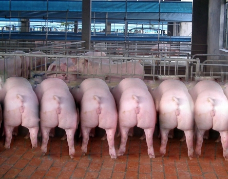 酷夏母猪受胎率低下？做到这几点，让你的母猪变成超生婆！