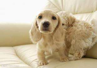 狗狗绝育手术后不吃饭怎么办,狗狗绝育手术后五六天没排便