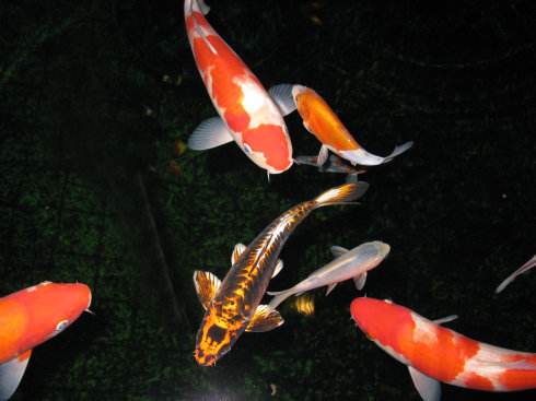 办公室鱼缸养金鱼关注事项,养鱼池里的金鱼儿怎么喂食