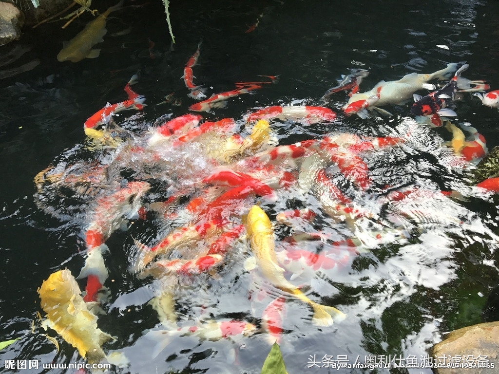 冬天鱼池里的锦鲤如何过冬,锦鲤鱼池过冬的正确方法