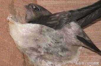 燕窝一次吃多少克最好孕妇,燕窝的功效与作用