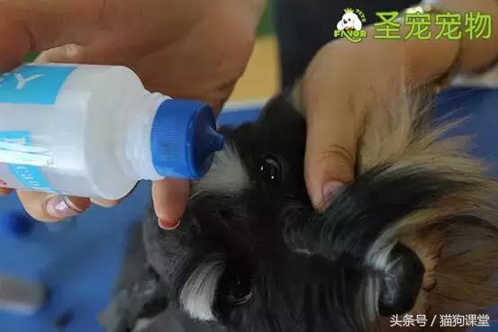 宠物美容需要什么基础知识呢,宠物美容师容易得的病