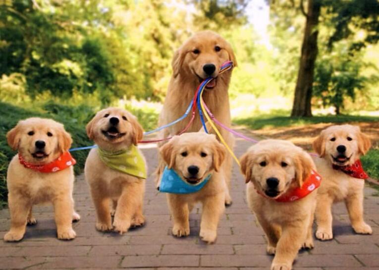 狗狗绝育手术后不吃饭怎么办,狗狗绝育手术后五六天没排便