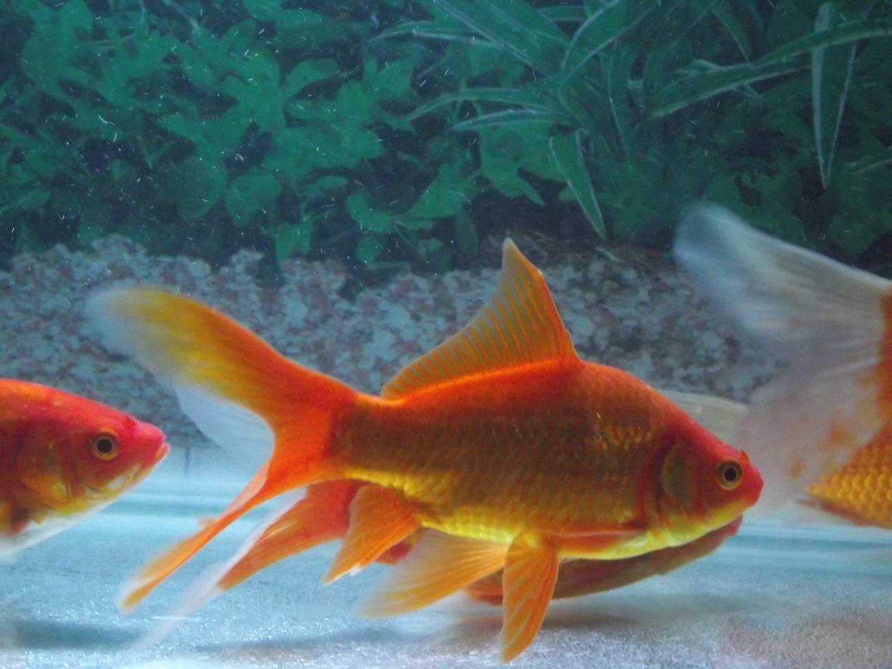 办公室鱼缸养金鱼关注事项,养鱼池里的金鱼儿怎么喂食