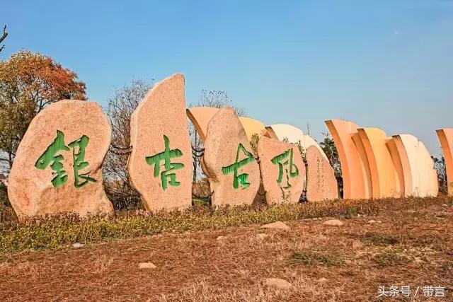 美梅的梦想｜世界最古老植物的馈赠——泰兴银杏