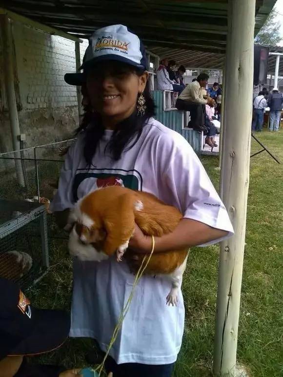 秘鲁巨型荷兰猪真的有吗,秘鲁荷兰猪巨型