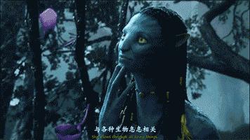 秘鲁巨型荷兰猪真的有吗,秘鲁荷兰猪巨型