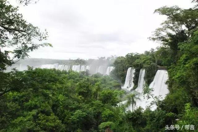 美梅的梦想｜世界最古老植物的馈赠——泰兴银杏