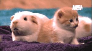 秘鲁巨型荷兰猪真的有吗,秘鲁荷兰猪巨型