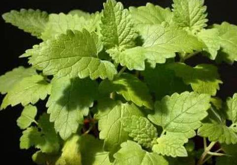 妞嶇墿鐣屼簰鐩搁櫔浼寸殑妞嶇墿,妞嶇墿鐣岀殑濂芥湅鍙嬫湁鍝簺