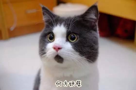 秘鲁巨型荷兰猪真的有吗,秘鲁荷兰猪巨型