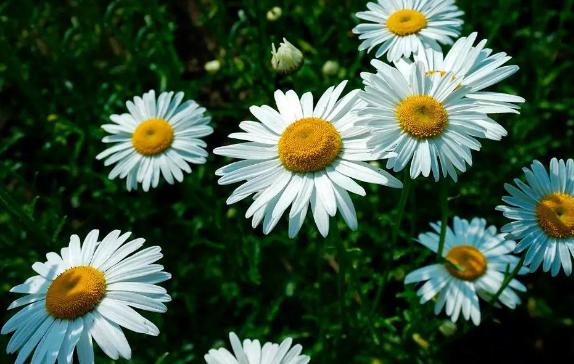 妞嶇墿鐣屼簰鐩搁櫔浼寸殑妞嶇墿,妞嶇墿鐣岀殑濂芥湅鍙嬫湁鍝簺