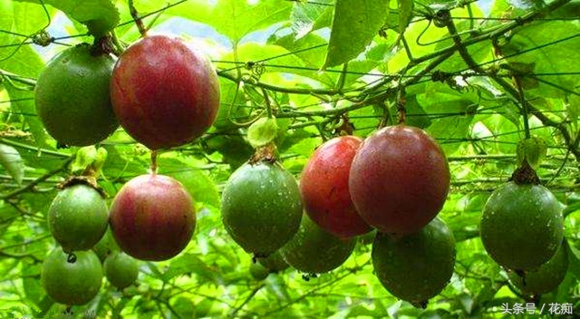 丢弃的百香果,百香果籽直接扔土里种吗