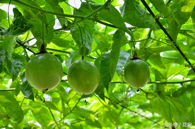 丢弃的百香果,百香果籽直接扔土里种吗