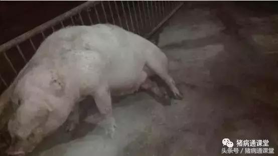 母猪断奶后瘫痪是什么原因,母猪产前产后瘫痪怎么治疗