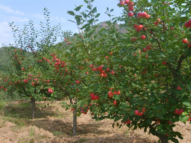 分享农业植保经验,每日分享农业植保经验