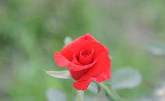 妞嶇墿鐣屼簰鐩搁櫔浼寸殑妞嶇墿,妞嶇墿鐣岀殑濂芥湅鍙嬫湁鍝簺