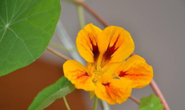 妞嶇墿鐣屼簰鐩搁櫔浼寸殑妞嶇墿,妞嶇墿鐣岀殑濂芥湅鍙嬫湁鍝簺