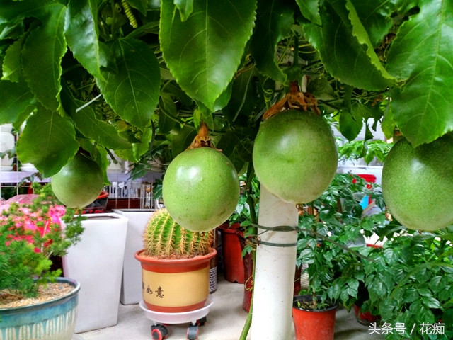 丢弃的百香果,百香果籽直接扔土里种吗