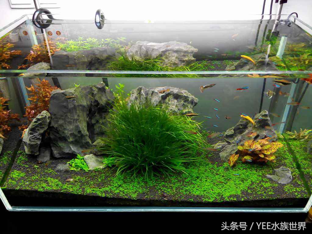 鱼缸底滤水面上的油膜处理小妙招,鱼缸三合一过滤泵除油膜怎么使用