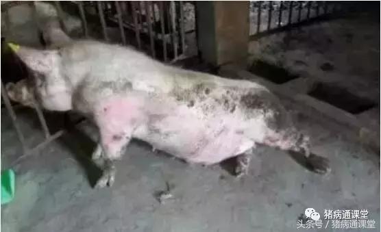 母猪断奶后瘫痪是什么原因,母猪产前产后瘫痪怎么治疗