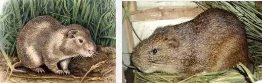 秘鲁巨型荷兰猪真的有吗,秘鲁荷兰猪巨型