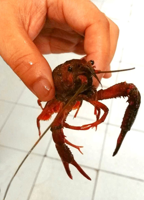 湘菜加盟连锁排行,湘西部落特色湘菜