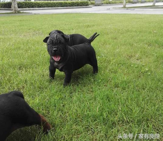 中国顶级川东猎犬,川东猛犬