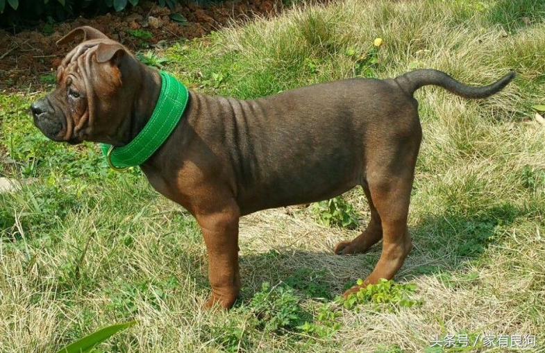 中国顶级川东猎犬,川东猛犬