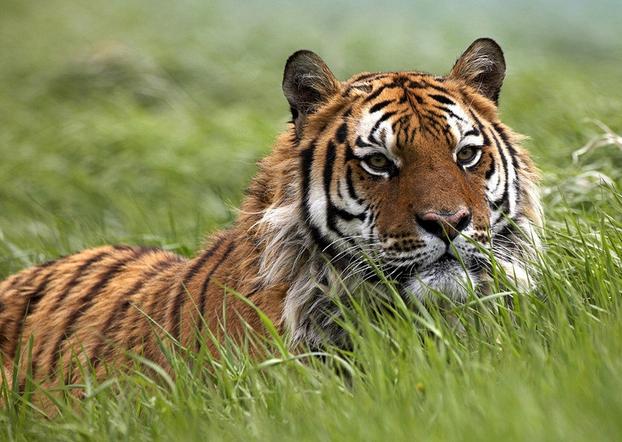 属虎的五月有什么大事,属虎的今日大事